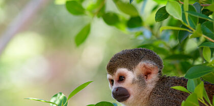 Monkey, Peru 