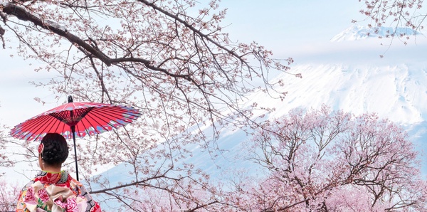 Cheery Blossoms, Japan