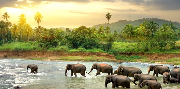 Sri Lankan Elephants
